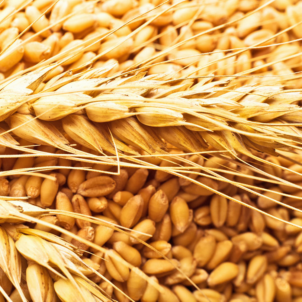 Где Можно Купить Семена Пшеницы