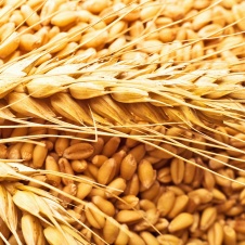 Пшеница 3, 4, 5 класс